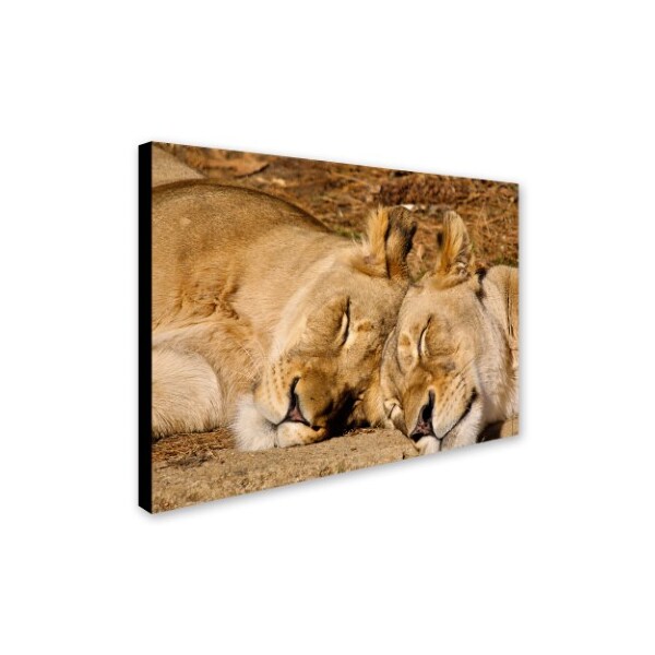 CATeyes 'National Zoo - Lions' Canvas Art,14x19